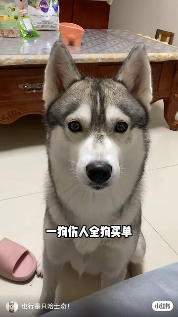 Funny Animals 10| Funny Animals Dog| Takamaga