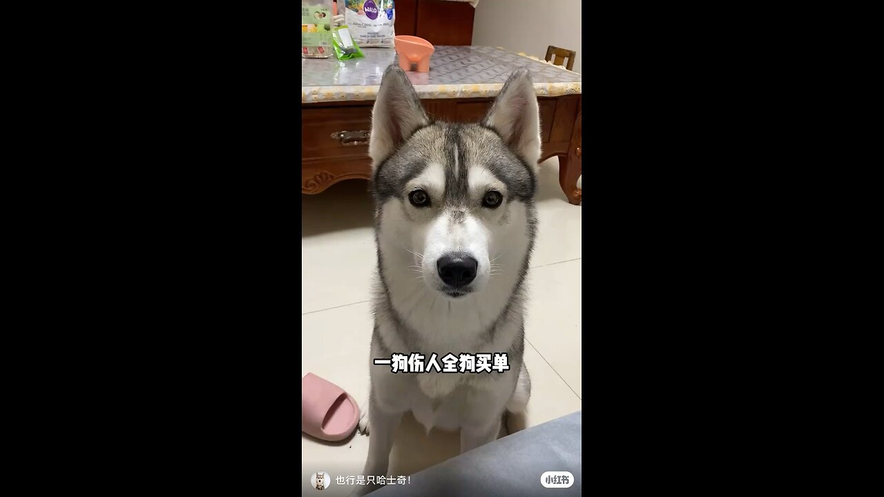 Funny Animals 10| Funny Animals Dog| Takamaga