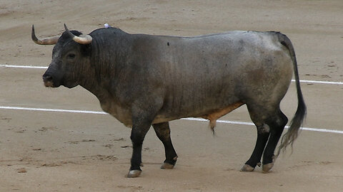 2024 09 15 MADRID CORRIDA CONCURSO