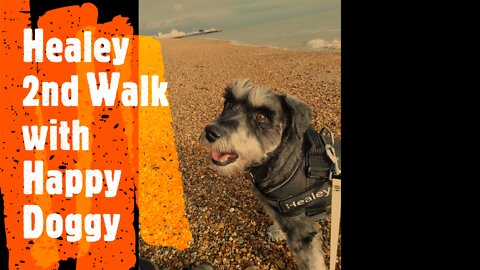 Healey 2nd walk with Happy Doggy