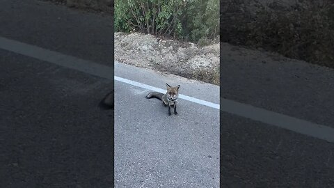 Animal rescue | 🦊 | We helped the fox that got stuck on the way, the fox that got thirsty ✨ #shorts