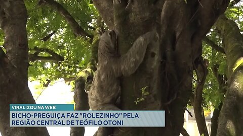 Viralizou na Web: Bicho-preguiça faz Rolezinho pela Região Central de Teófilo Otoni.