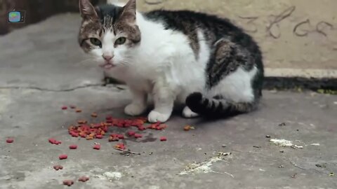 Som de Gato e Gatinhos Miando