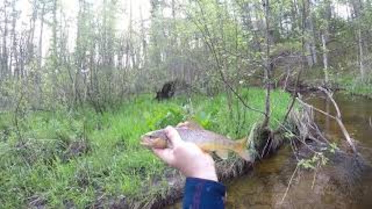 First Trout Outing Of 2019