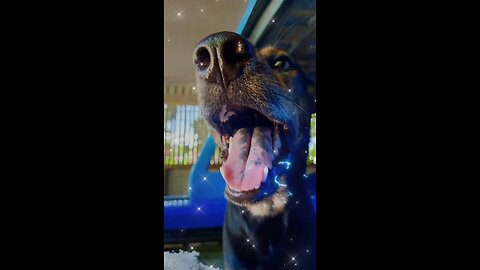 MY DOG