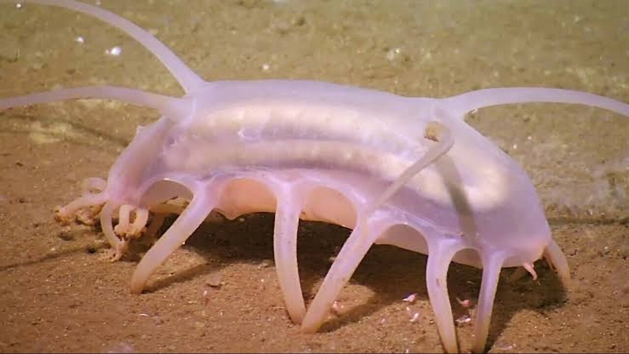 "Exploring the Deep: Fascinating Sea Pigs in Action!"