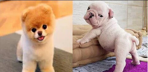 🤣 Dog Videos Funny 2021🤣 🐶 It's time to LAUGH with Dog's life #3 | Cute Buddy