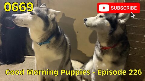 [0669] GOOD MORNING PUPPIES - EPISODE 226 [#dogs #doggos #doggies #puppies #dogdaycare]