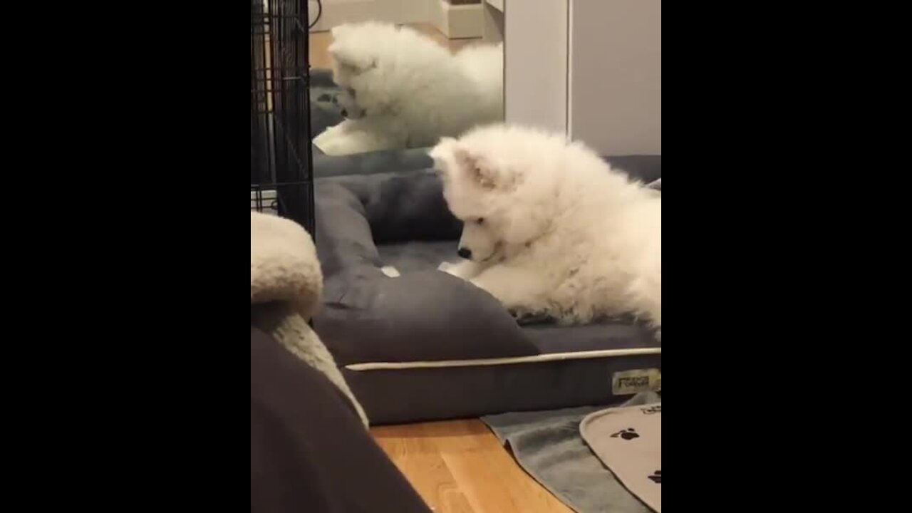 Puppy determined to find out what's underneath his bed