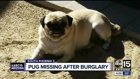 Thief breaks into Phoenix home, takes family's pug