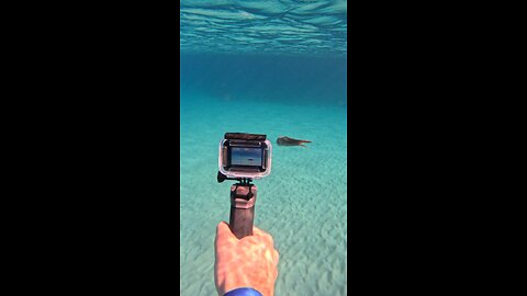 Gopro inside pond