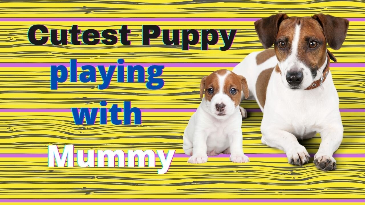 Mum & Puppy Jack Russell Play - Funny and Too CUTE!