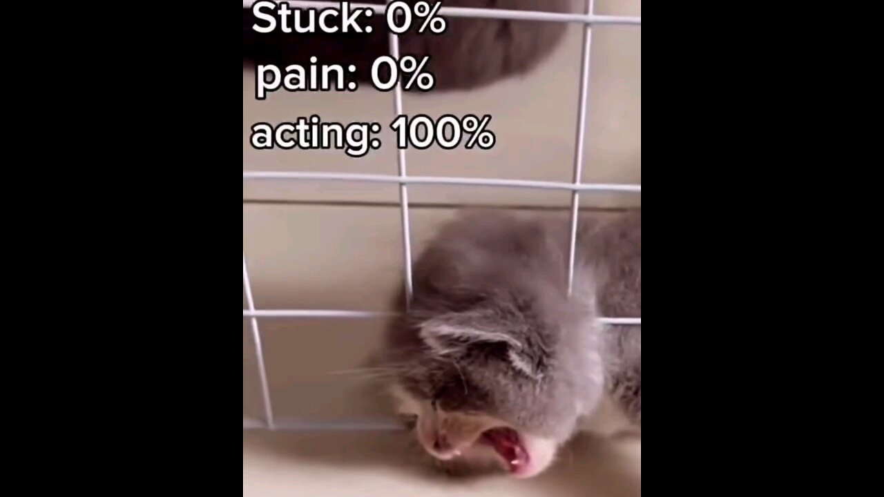 funny cute little kitten😂 trending video