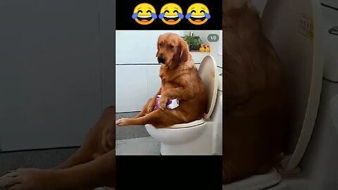 Funny Dog 🤣🤣🤣🤣