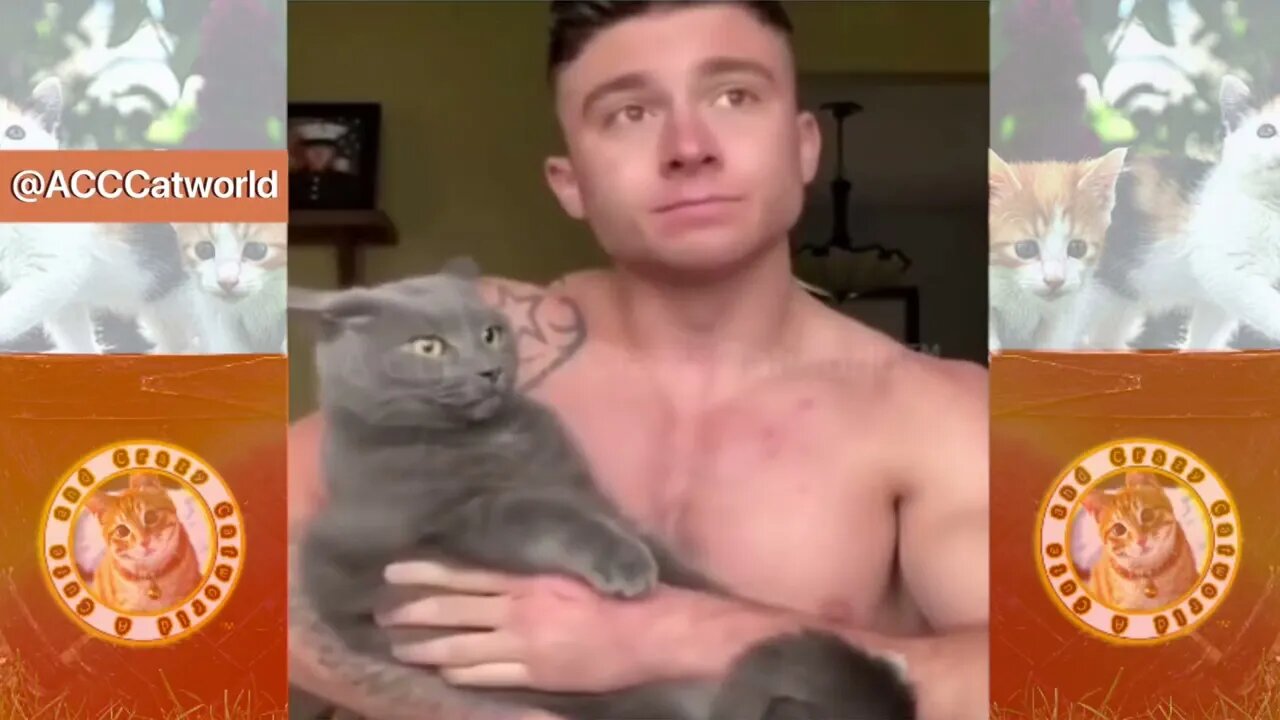 🙀 Irritated Cat PUNCHES Man In the Face! 🥊🤺 | Try NOT to Laugh! 😹 #Clips
