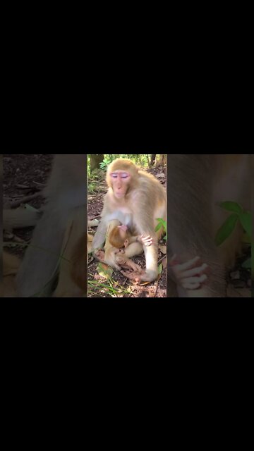 Most Amazing and trending video||relaxing your mind||trendig videos|| #shorts #trending #viral #live