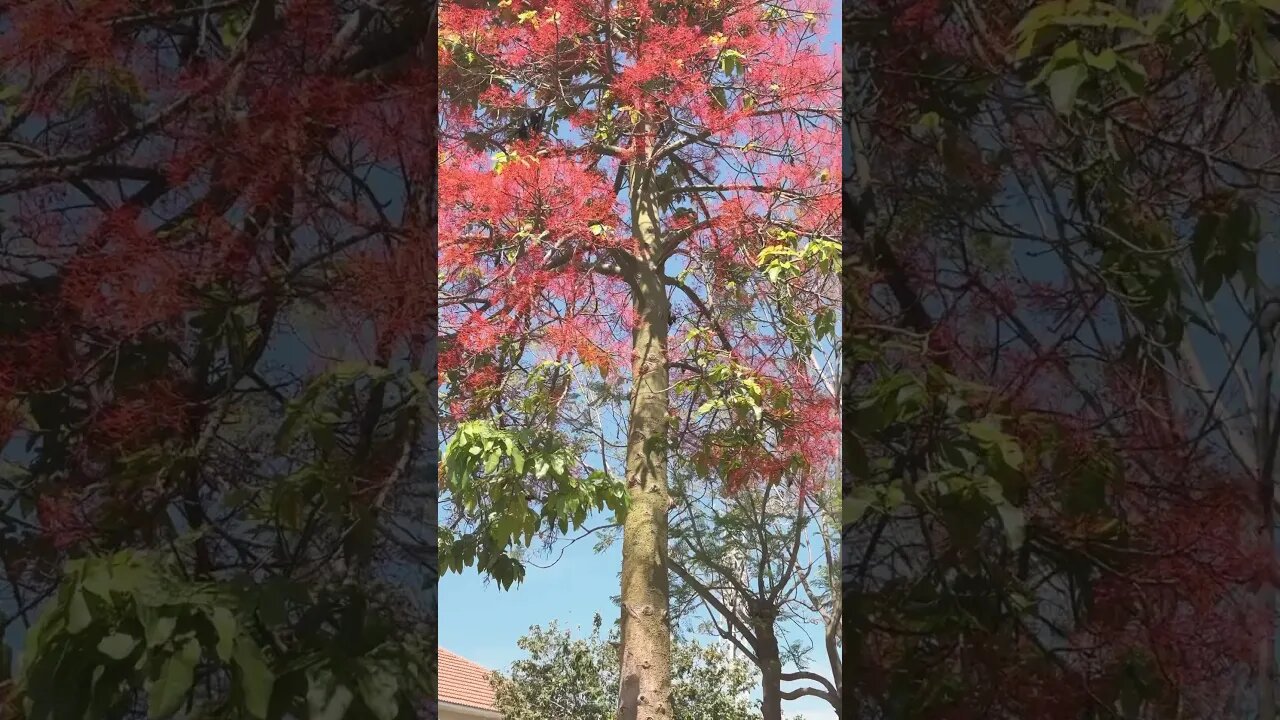 Everything about the Silk Floss Tree