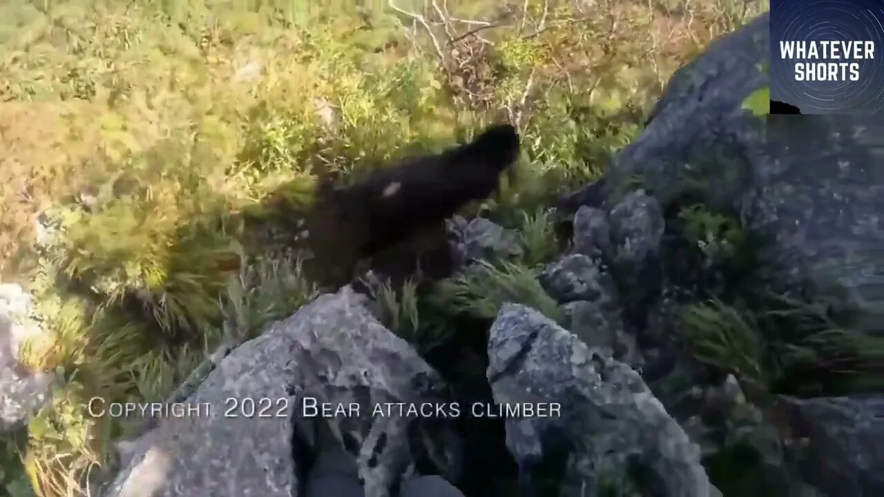 Rock climber gets attacked by bear #shorts #bear #animals #attack