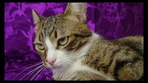 Cat Photography