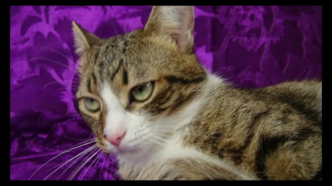 Cat Photography