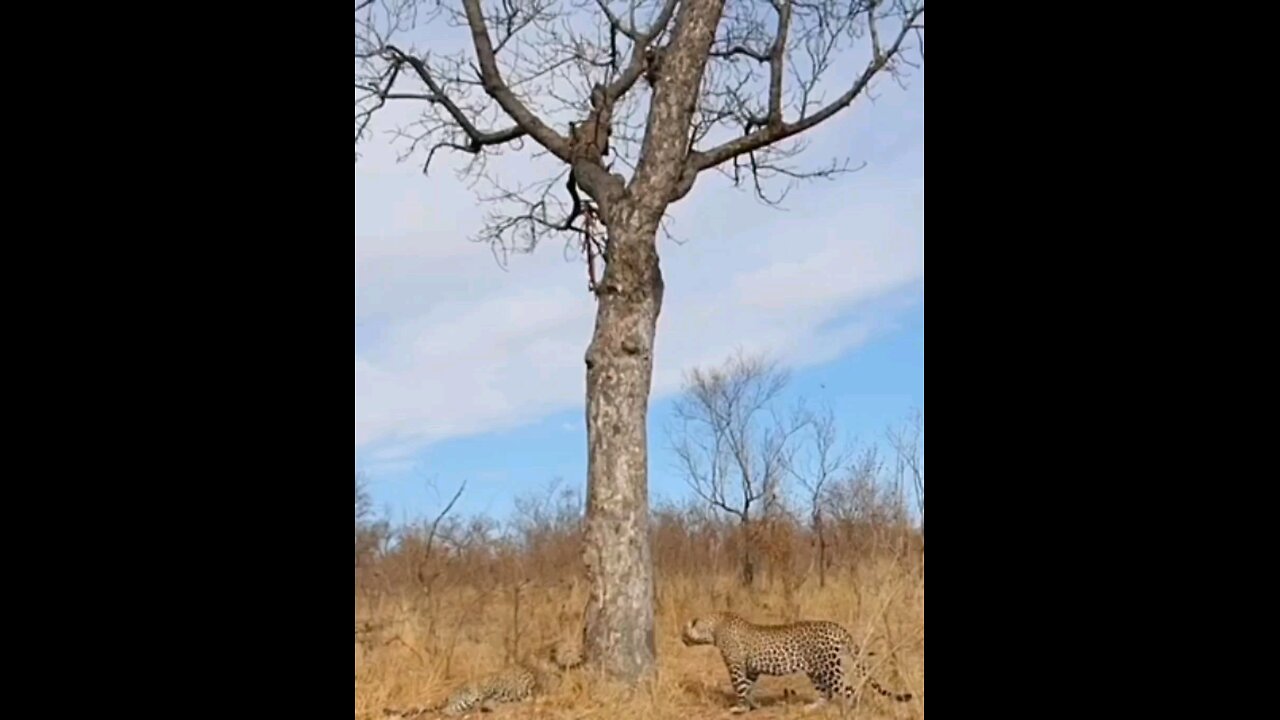 Hyenas Close In On Fighting Leopards