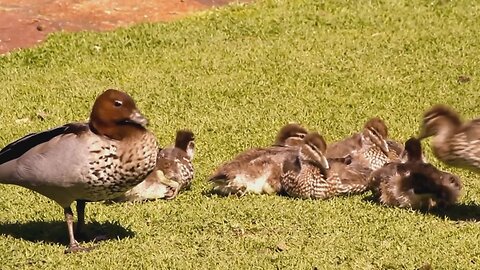 Wild Ducks Mallard From Kings Park Perth Western Australia