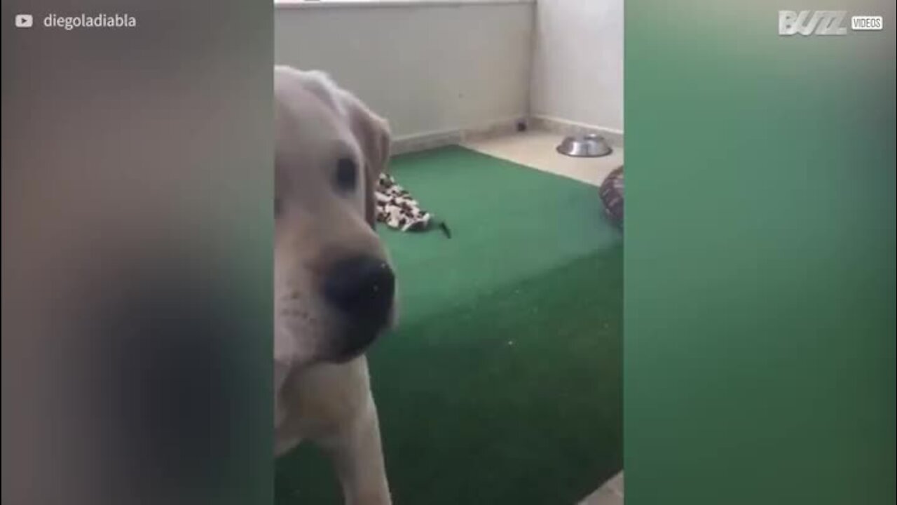 Cãozinho tenta muito comer inseto do outro lado de um vidro!