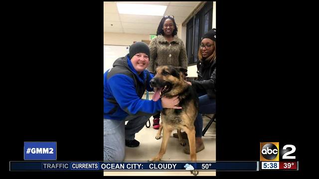 Dog reunited with family after missing for three years