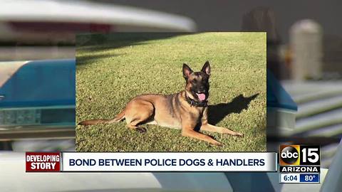 ABC15 looks at the unique bond between police K-9s and their handlers