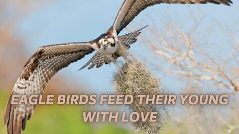 A very amazing scene of osprey birds, see how they feed their son, what a wonderful