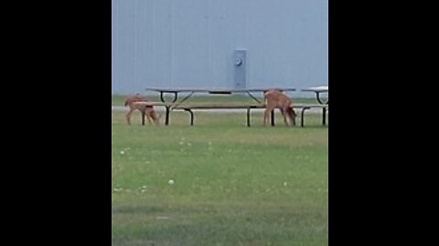 Mommy and baby deer at the park