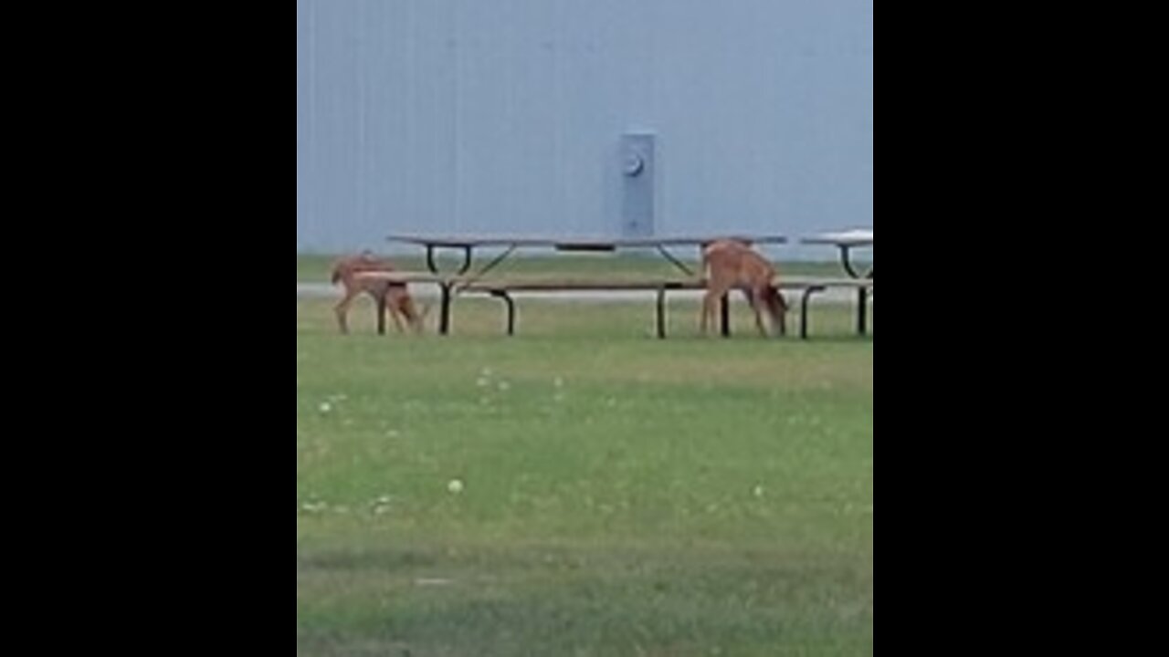 Mommy and baby deer at the park