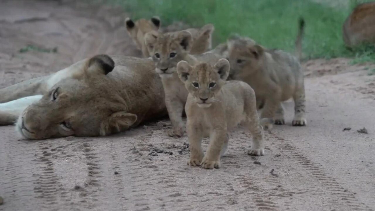 Heart-warming Moments: Lion Cubs Join Moms for Playtime Fun