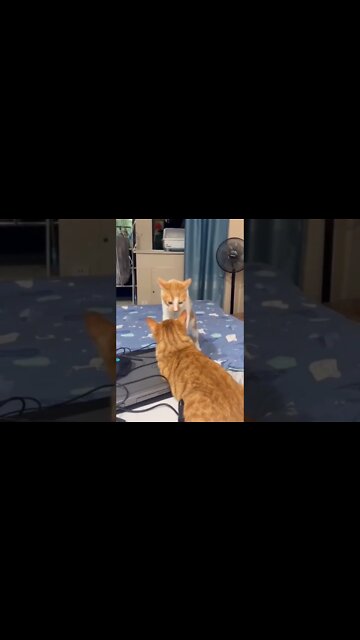 You want a piece of me- cats version🐶🐾😂😂 #shorts #cat #catlover #catlife