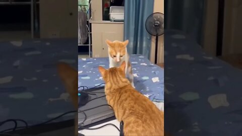 You want a piece of me- cats version🐶🐾😂😂 #shorts #cat #catlover #catlife