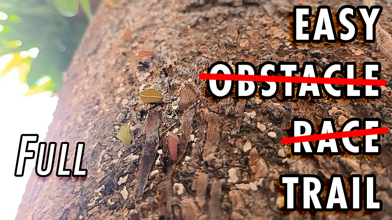 ASMR | The irregular path is no rival for the ants' all-terrain legs - Full