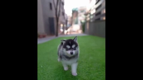 Micro Siberian Husky😍