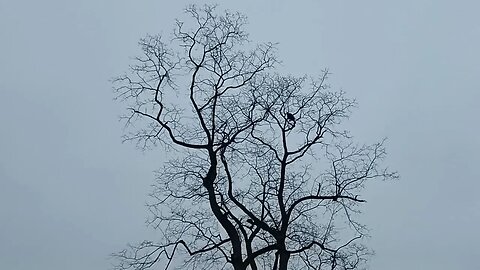 a wild turkey in the tree