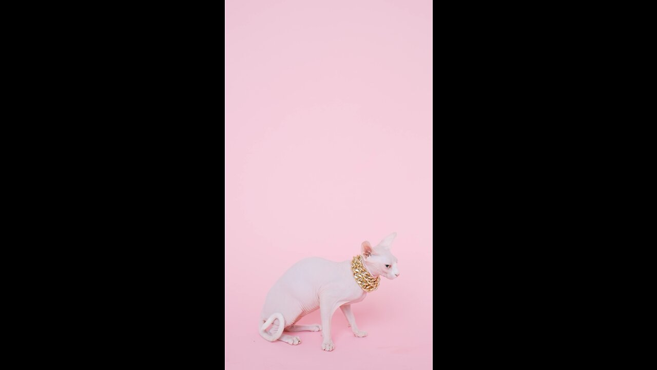 the coolest cat in the world