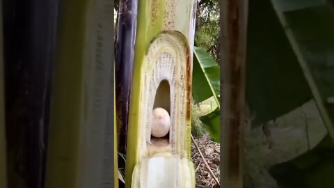amazing video 😍😍😍 | amazing views video 😳😳 | natural amazing video ❤ whatsapp comedy #shorts