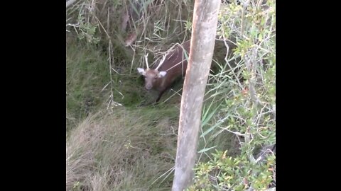 Public land hunting Sika Stags | 96 degrees Horrible Mosquitos | Buck Cage brings him in!!!