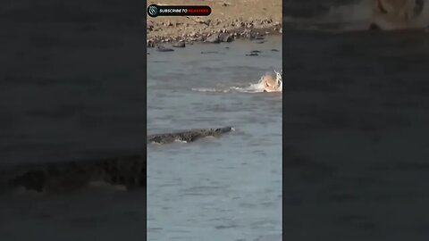 Crocodile attack on Impala