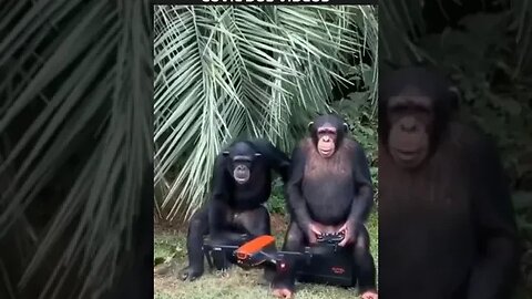 macaco pilotando um drone