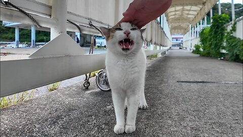 I met a talkative cat on the gangway at the ferry terminal.