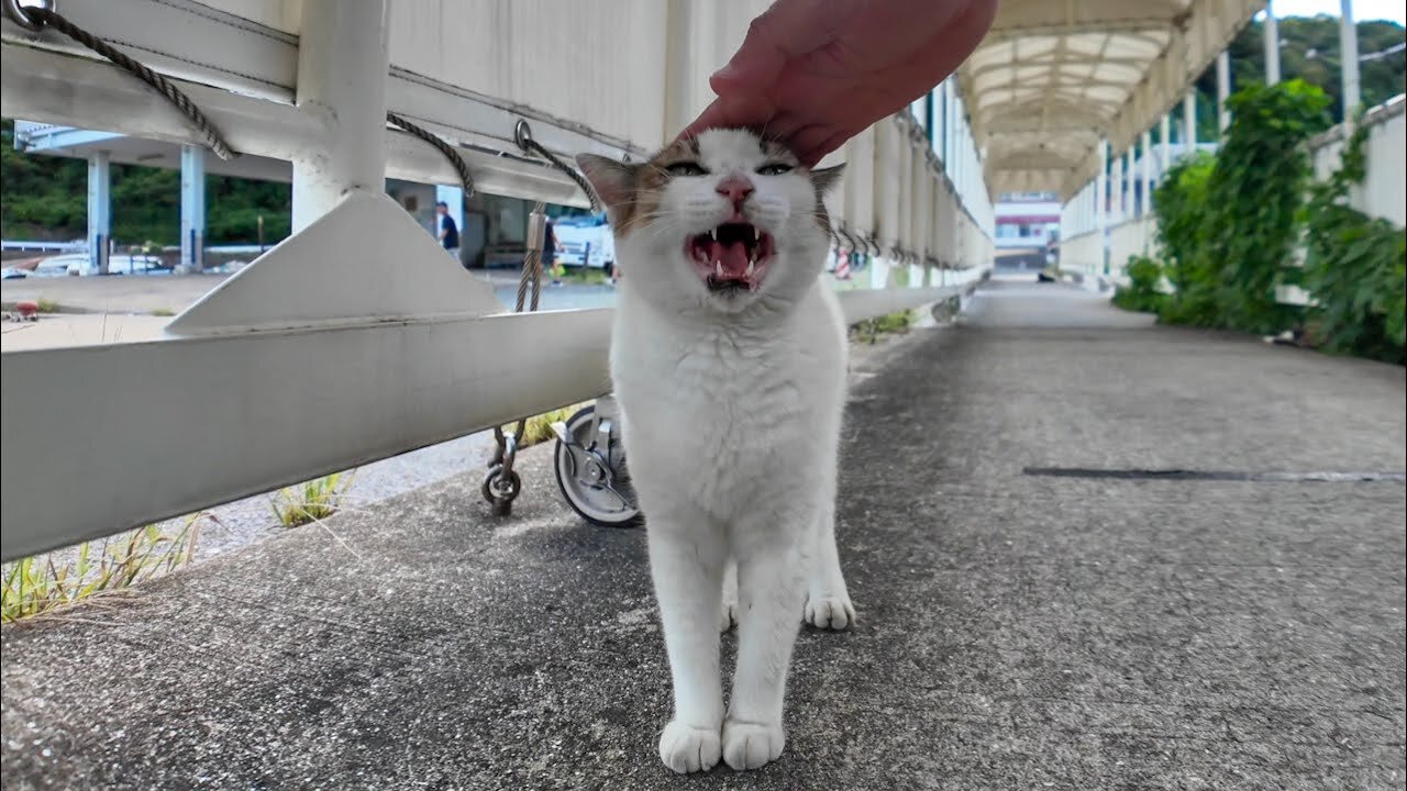 I met a talkative cat on the gangway at the ferry terminal.