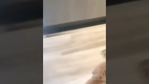 Dog shows love to his owner #petvideos #pet #videos