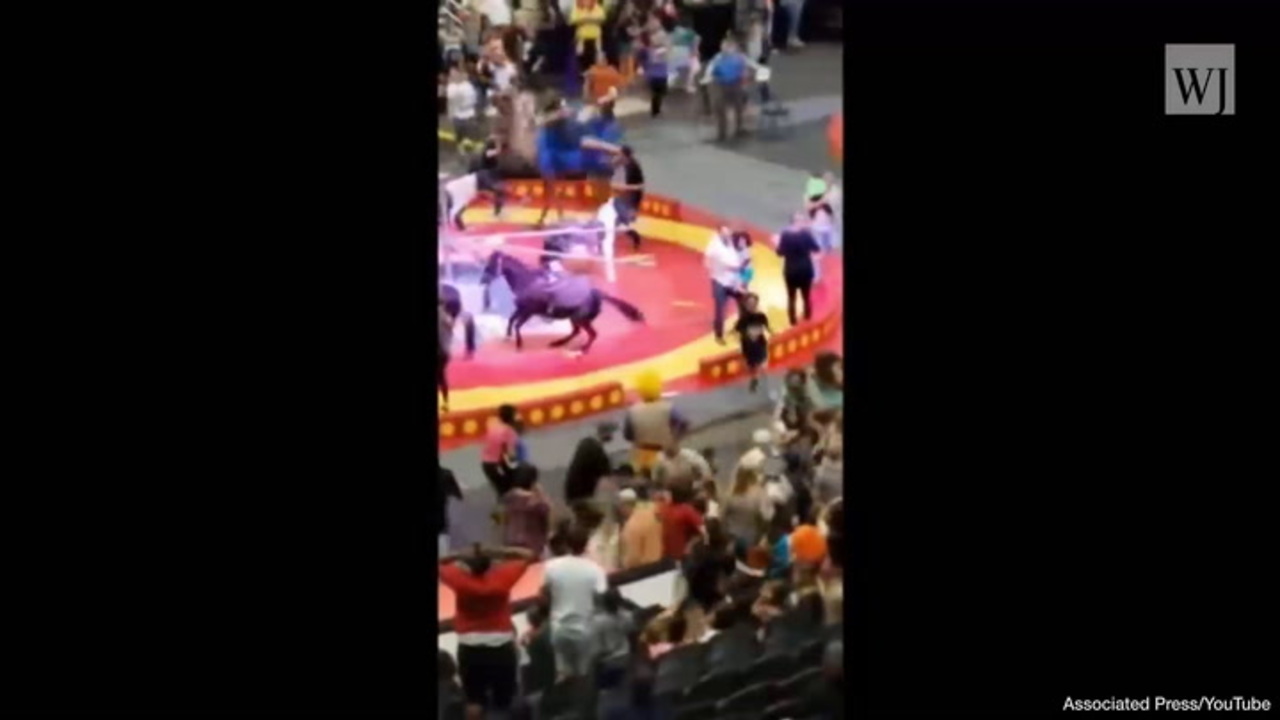 Laughs Turn to Screams as Camel Goes Berserk, Injuring 7