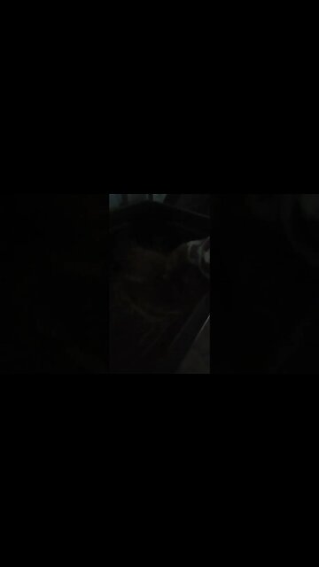 Good evening Forest Day 19 sitting on eggs 18th April 2023