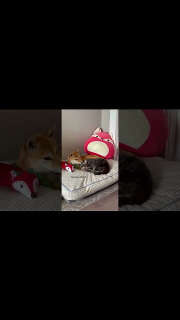 Funny Cats and Kittens Meowing Compilation&Baby Cats -Cute and Funny Cat Videos #shorts (2)