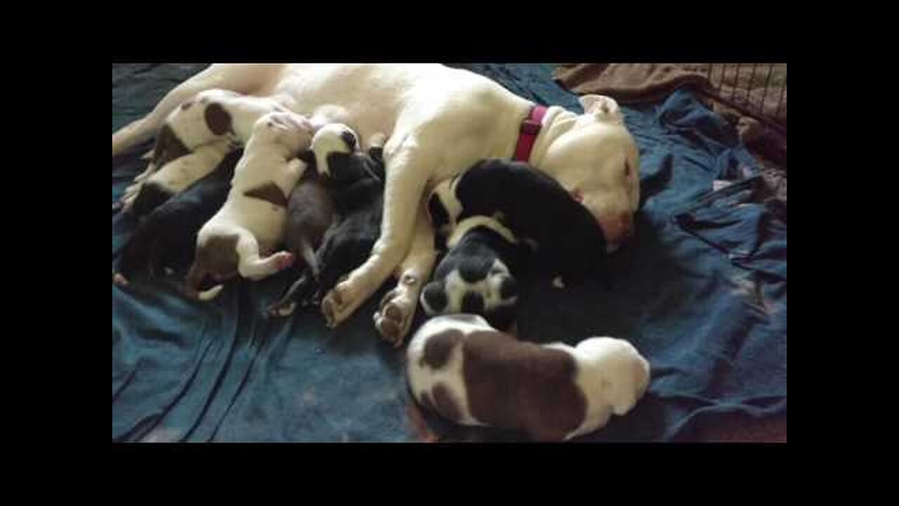 3 week old puppies. Feeding time